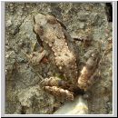 Rana temporaria - Grasfrosch 05.jpg